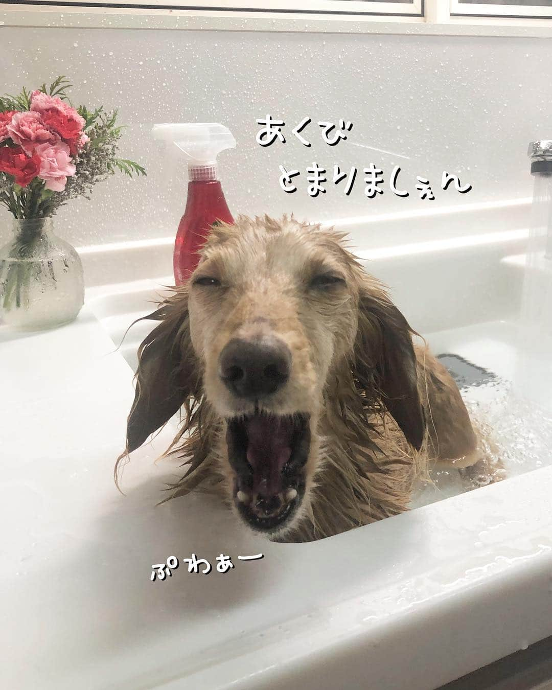 チズさんのインスタグラム写真 - (チズInstagram)「平成の汚れは平成のうちに🛀♡ #お風呂#丸洗い 🚿 #ふわもこ#いい匂い  #モフモフ復活 💕 #自慢の毛並み ですから😉😏☝🏻 #男前なった 👏👏 #GW#令和初日 🌱 #Mダックス #ダックス#ミニチュアダックス #ミニチュアダックスフンド #ミニチュアダックスクリーム #短足犬 #短足部 #カニンヘンダックス #関西ダックス#親父犬 #ダックス13歳#シニア犬 #犬なしでは生きていけません会#犬は家族 #インスタでわんこみるのが日課 ♡♡」5月1日 13時28分 - sqi.chizu