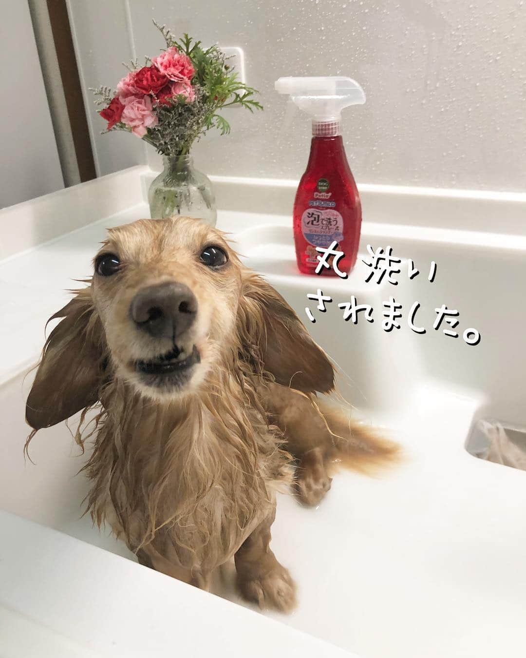 チズさんのインスタグラム写真 - (チズInstagram)「平成の汚れは平成のうちに🛀♡ #お風呂#丸洗い 🚿 #ふわもこ#いい匂い  #モフモフ復活 💕 #自慢の毛並み ですから😉😏☝🏻 #男前なった 👏👏 #GW#令和初日 🌱 #Mダックス #ダックス#ミニチュアダックス #ミニチュアダックスフンド #ミニチュアダックスクリーム #短足犬 #短足部 #カニンヘンダックス #関西ダックス#親父犬 #ダックス13歳#シニア犬 #犬なしでは生きていけません会#犬は家族 #インスタでわんこみるのが日課 ♡♡」5月1日 13時28分 - sqi.chizu