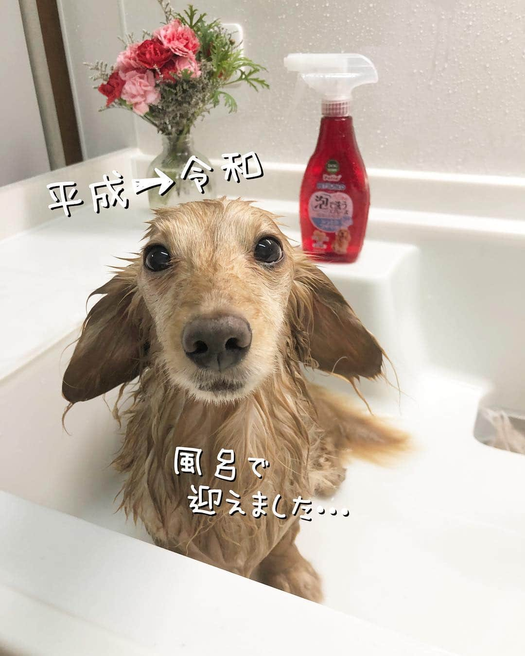 チズさんのインスタグラム写真 - (チズInstagram)「平成の汚れは平成のうちに🛀♡ #お風呂#丸洗い 🚿 #ふわもこ#いい匂い  #モフモフ復活 💕 #自慢の毛並み ですから😉😏☝🏻 #男前なった 👏👏 #GW#令和初日 🌱 #Mダックス #ダックス#ミニチュアダックス #ミニチュアダックスフンド #ミニチュアダックスクリーム #短足犬 #短足部 #カニンヘンダックス #関西ダックス#親父犬 #ダックス13歳#シニア犬 #犬なしでは生きていけません会#犬は家族 #インスタでわんこみるのが日課 ♡♡」5月1日 13時28分 - sqi.chizu