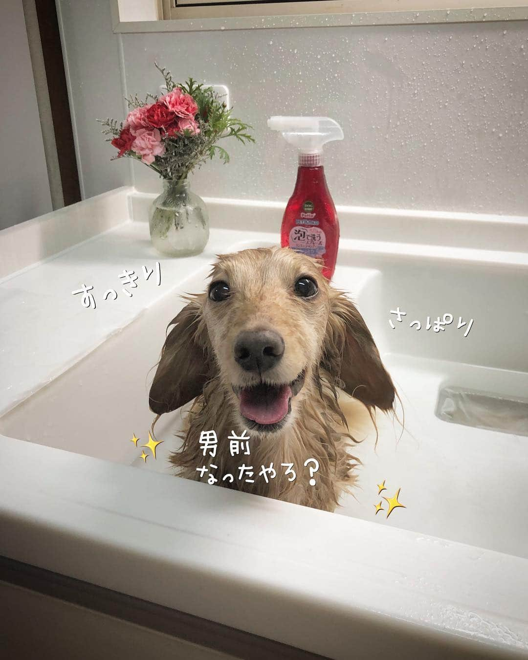 チズさんのインスタグラム写真 - (チズInstagram)「平成の汚れは平成のうちに🛀♡ #お風呂#丸洗い 🚿 #ふわもこ#いい匂い  #モフモフ復活 💕 #自慢の毛並み ですから😉😏☝🏻 #男前なった 👏👏 #GW#令和初日 🌱 #Mダックス #ダックス#ミニチュアダックス #ミニチュアダックスフンド #ミニチュアダックスクリーム #短足犬 #短足部 #カニンヘンダックス #関西ダックス#親父犬 #ダックス13歳#シニア犬 #犬なしでは生きていけません会#犬は家族 #インスタでわんこみるのが日課 ♡♡」5月1日 13時28分 - sqi.chizu