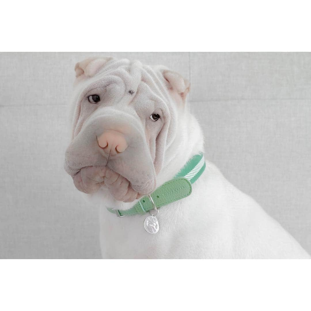 annie&pADdinGtoNさんのインスタグラム写真 - (annie&pADdinGtoNInstagram)「I have Wednesdays that feel like Mondays when I wish that they were Fridays #sigh #humpday #halfwaythere #lambington #sharpei #sharpeiworld #sharpeisofinstagram #dog #doggo #dogs #dogsofinstagram #ilovemydog #dogoftheday #topdog #weeklyfluff #instagood #mungoandmaud #wrinkles #iloveyoutothemoonandback」5月1日 13時39分 - anniepaddington