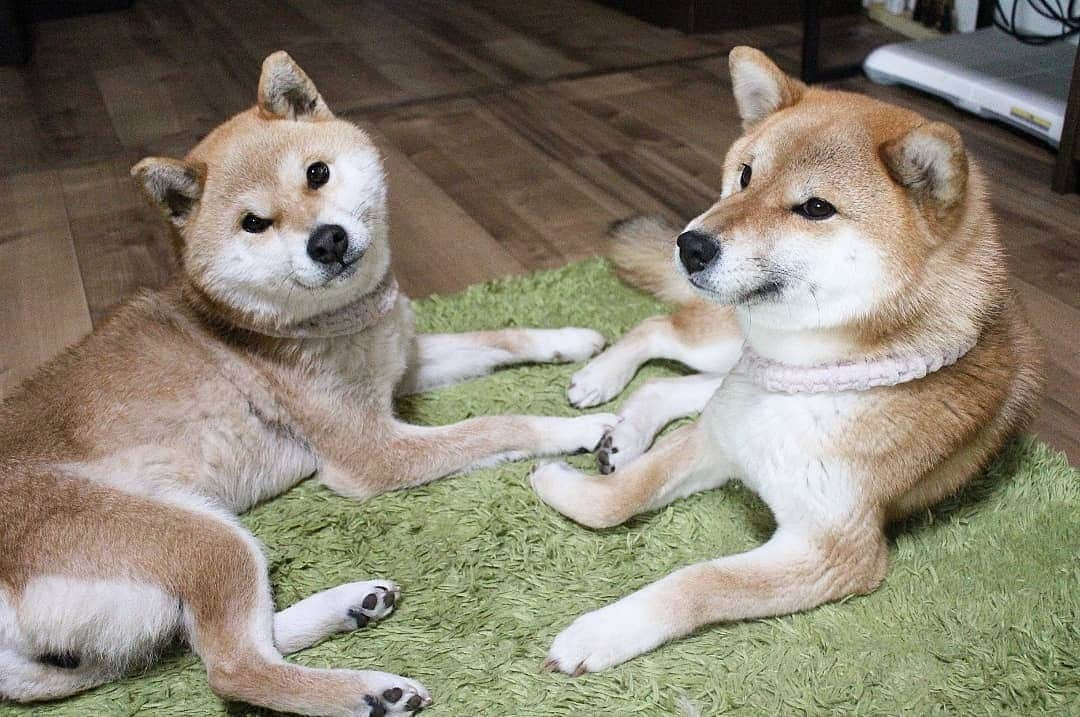 柴犬たま Shibainu Tamaのインスタグラム