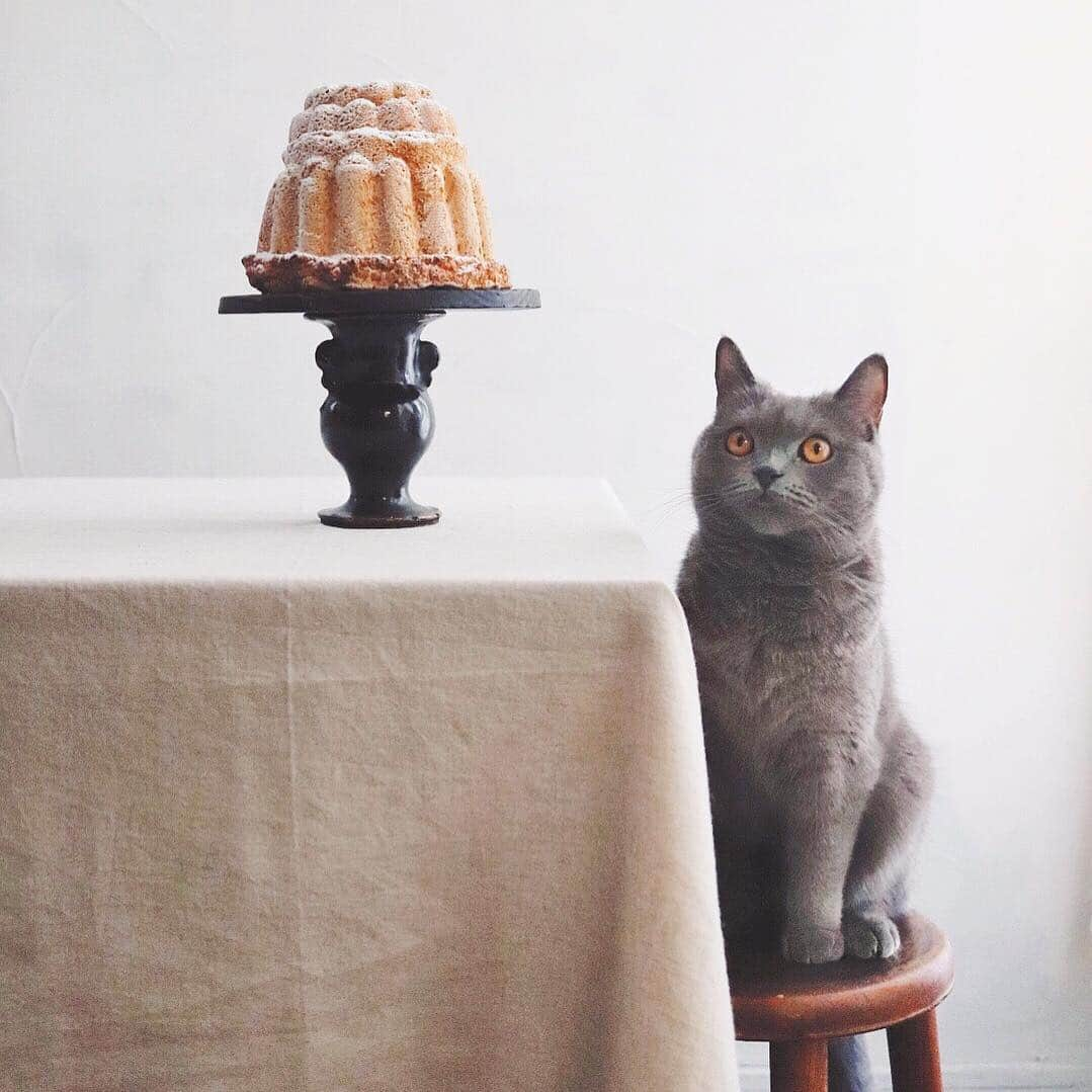 樋口正樹さんのインスタグラム写真 - (樋口正樹Instagram)「biscuit de savoie . ボナさんが家に来て もうすぐ３年になる。 写真は去年の今頃の おとぼけな顔の一枚。 最近少し太りました。 . . #biscuitdesavoie #thebakefeed #britishshorthair #バビブベボナさん #ビスキュイドサヴォワ」5月1日 13時42分 - higuccini