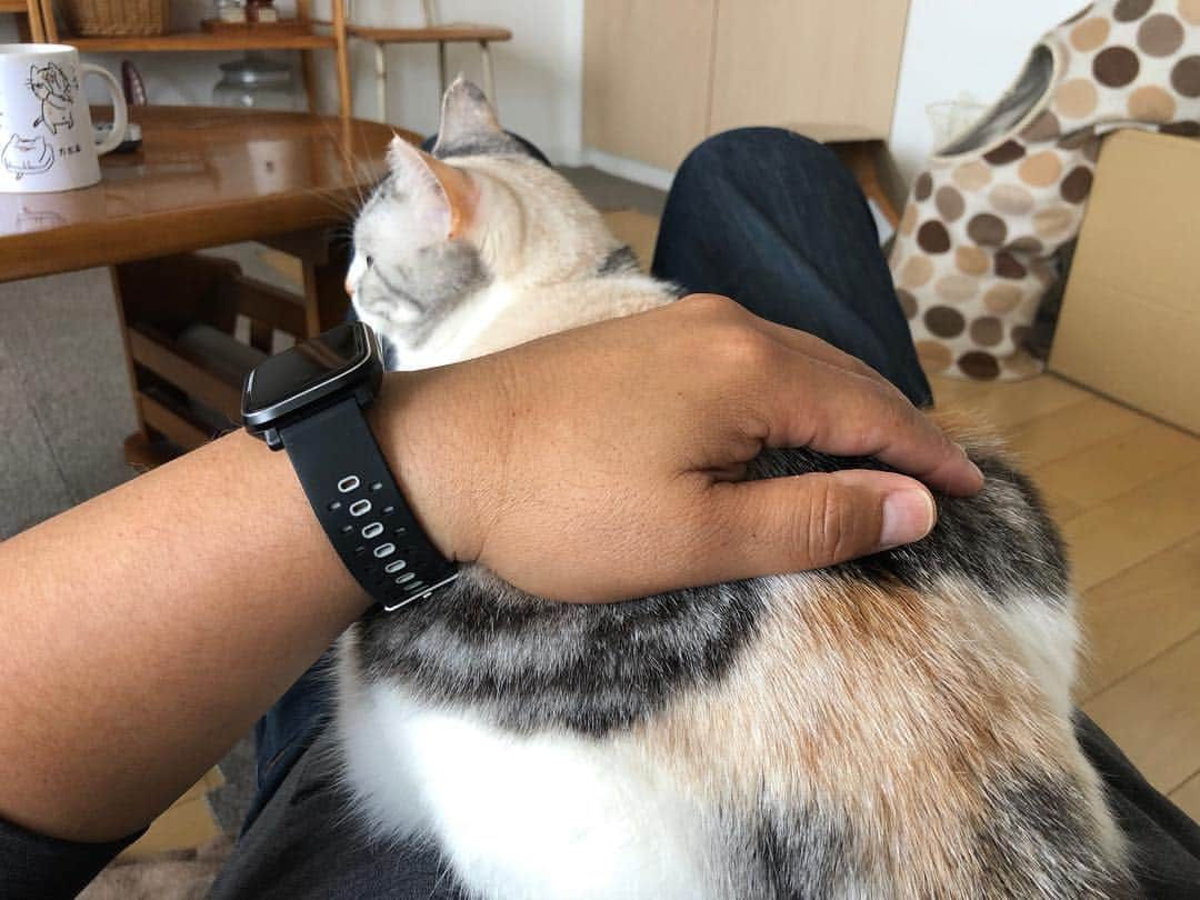 ホタテ＆クラム＆シラスのインスタグラム：「リビングのソファで溶けてたら腹に乗ってくるシラス、いつからだろうかこんなに甘えん坊になったのは。うちの猫は子供の頃や若い頃はそうでもないのに、歳をとってくると甘えん坊になる傾向がある、育て方なのかな？ #cat #neko #ScottishFold #猫 #ねこ #スコティッシュフォールド #catstagram #instagram #instagramjapan #ig_japan #igersjp」