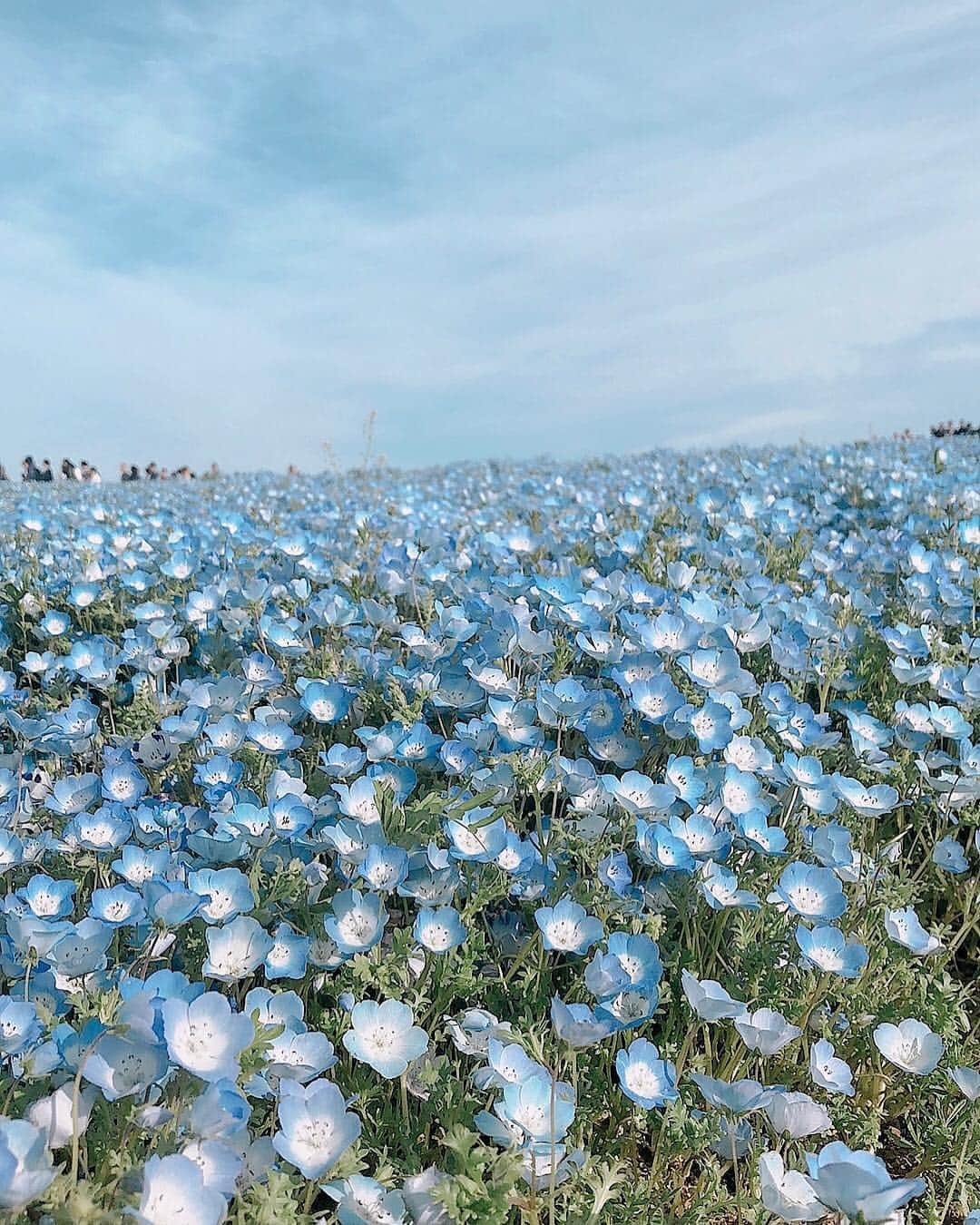 瀬谷ひかるのインスタグラム：「先日ひたちなか海浜公園のネモフィラを見てきました！ 一面真っ青で本当に綺麗でした( *´꒳`* )✨✨ これは1度は見に行くべき絶景‼️ #ひたちなか海浜公園 #ネモフィラ #ネモフィラの丘 #selfie #レースクイーン #撮影会モデル」