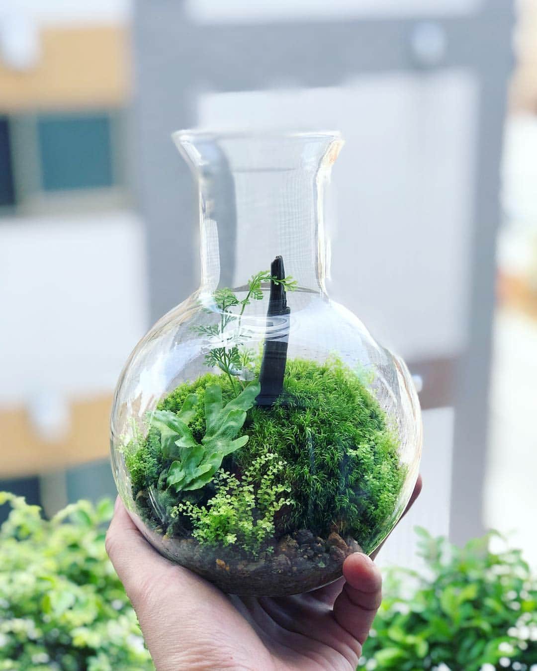 金成公信のインスタグラム：「よい。#moss #mossterrarium #terarrium #苔 #苔テラリウム #plants #green」