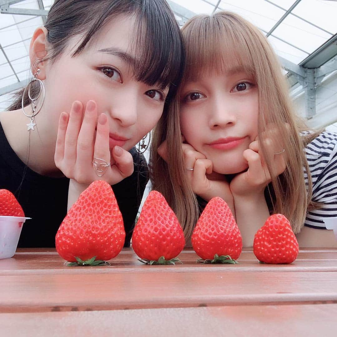 福原遥さんのインスタグラム写真 - (福原遥Instagram)「🍓🍓🍓 ゆりかちゃんといちご狩りへ☺︎ いつ会っても癒される。 ゆるゆるな旅。楽しかったなー。 くだらないことで終始爆笑していました。 再共演できた、映画「 #賭ケグルイ 」もいよいよあと2日で公開。 ドキドキです。  #中村ゆりか ちゃん #いちご狩り」5月1日 14時10分 - haruka.f.official