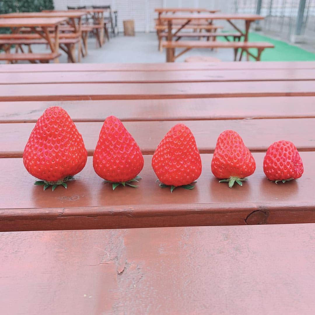 福原遥さんのインスタグラム写真 - (福原遥Instagram)「🍓🍓🍓 ゆりかちゃんといちご狩りへ☺︎ いつ会っても癒される。 ゆるゆるな旅。楽しかったなー。 くだらないことで終始爆笑していました。 再共演できた、映画「 #賭ケグルイ 」もいよいよあと2日で公開。 ドキドキです。  #中村ゆりか ちゃん #いちご狩り」5月1日 14時10分 - haruka.f.official