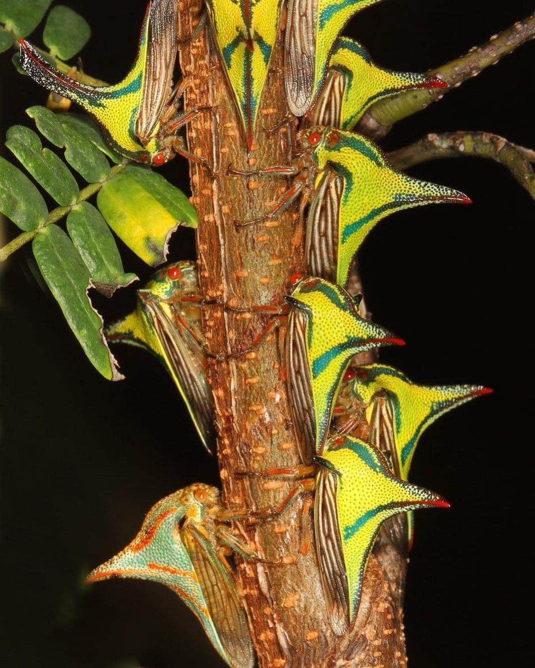 アメリカ自然史博物館さんのインスタグラム写真 - (アメリカ自然史博物館Instagram)「What’s that critter? It’s the thorn bug (Umbonia crassicornis)! This species of treehopper can be found in parts of Florida, Mexico, Central America, and South America. The “thorn” on its back helps to deter predators from munching on it, but that’s not it's only line of defense. Thorn bug nymphs have a secret weapon: an attentive mom. Female thorn bugs can defend their young from predatory wasps with a well-placed kick from their hind legs. Photo: Judy Gallagher」5月1日 14時03分 - amnh