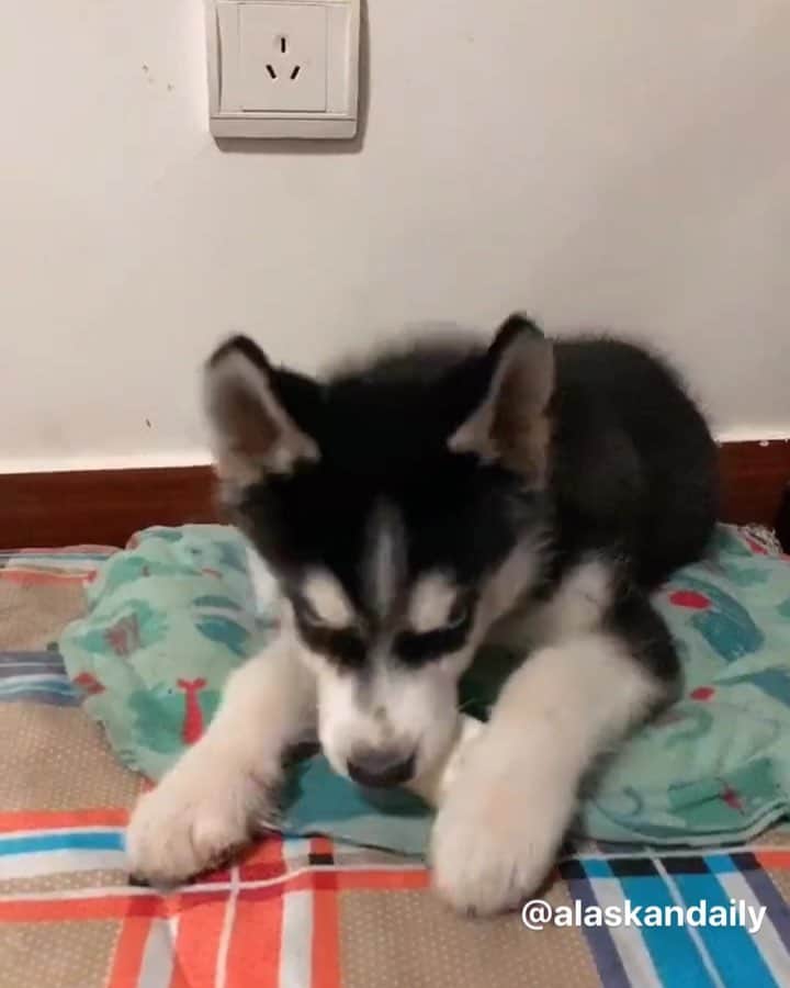 husky and malamuteのインスタグラム：「He may think that he is actually a cock.🐔」