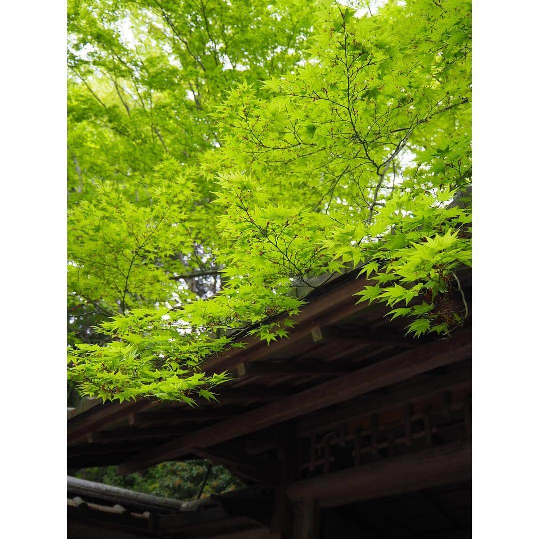 根岸由香里さんのインスタグラム写真 - (根岸由香里Instagram)「. 新緑 青紅葉。  雨の後は緑が綺麗。」5月1日 14時12分 - yukarinegishi