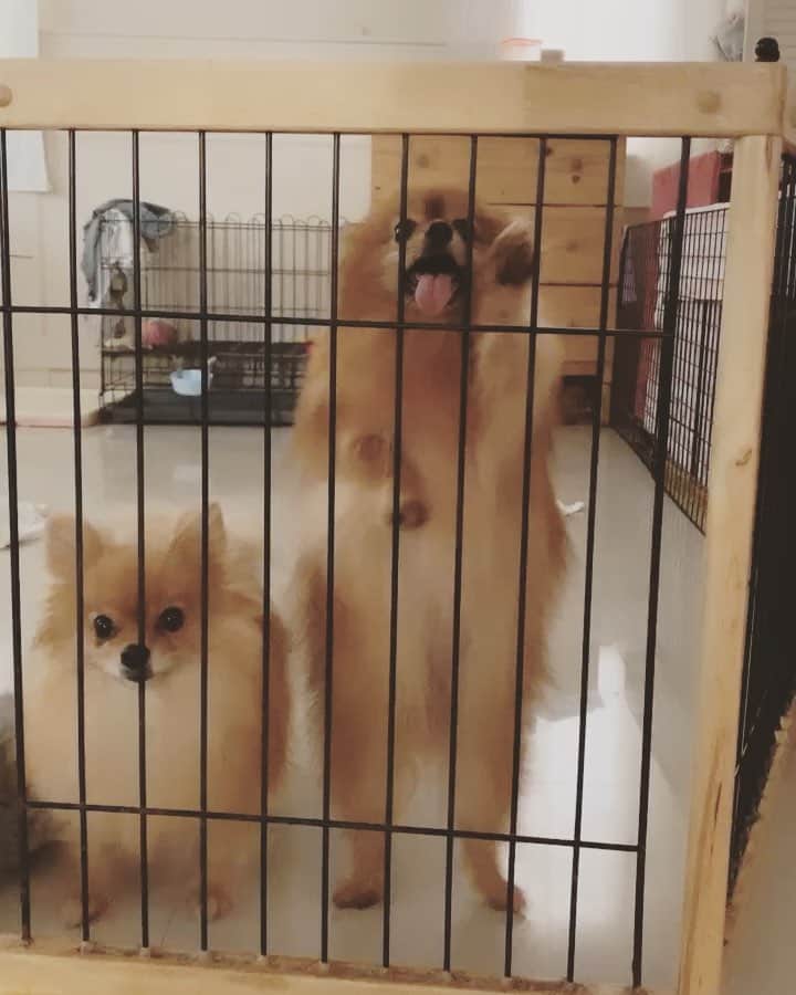 r_oseのインスタグラム：「Feeling so released after doing a double-checked on her high blood platelets. We do ultrasound on her abdomen and the result turned out negative, no mass!!, which was a very very good news for us. Now, she’s on Vibravet for 2 weeks then we’ll recheck her blood again💉 .... Let’s dance🐻〰️ #dancingqueen」