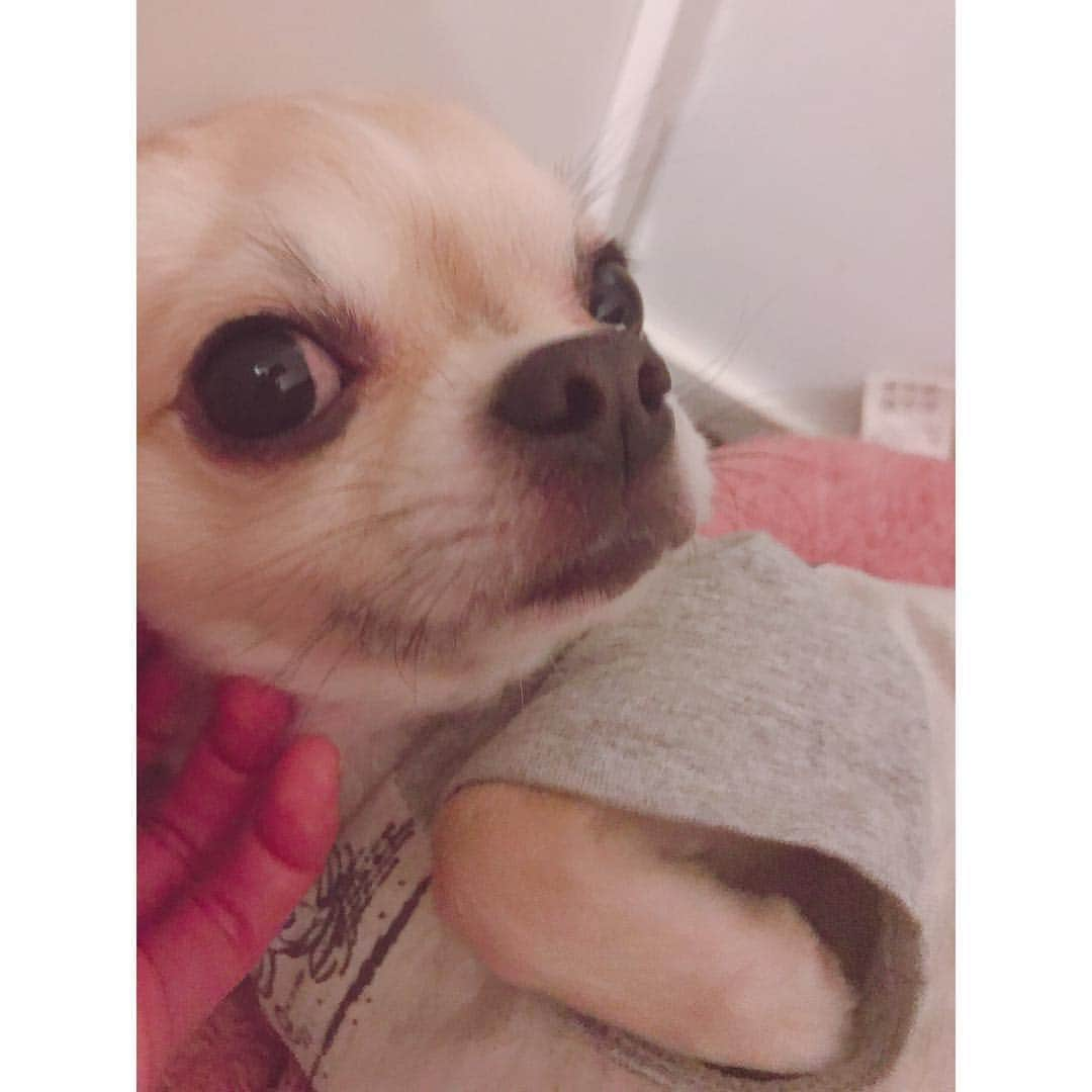 有明ゆなさんのインスタグラム写真 - (有明ゆなInstagram)「カメラ目線なのかなんなのか！笑笑 . . . .  #愛犬 #ちわわ #ちわすたぐらむ #ちわわ親バカ部 #ちわわ大好き #ちわわ多頭飼い #ちわわ部 #ちわわせ #ちわわん #ちわわ画像 #チワワ #チワワちゃん #チワワ部 #チワワラブ #チワワ画像 #チワワバカ #チワワ大好き #チワワン #チワワ多頭飼い #dog #dogstagram #instadog」5月1日 15時07分 - ariake_yuna