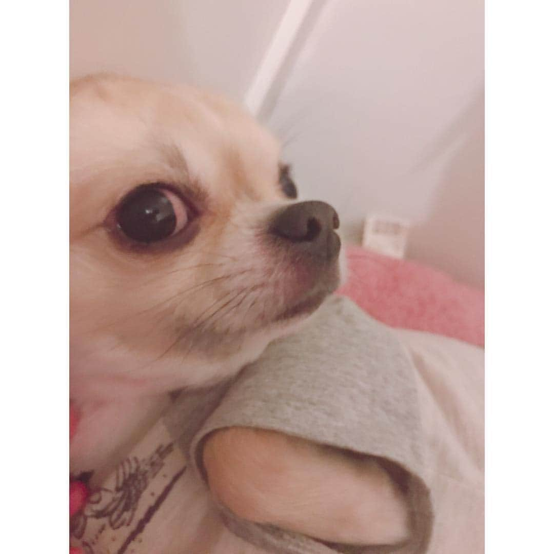 有明ゆなさんのインスタグラム写真 - (有明ゆなInstagram)「カメラ目線なのかなんなのか！笑笑 . . . .  #愛犬 #ちわわ #ちわすたぐらむ #ちわわ親バカ部 #ちわわ大好き #ちわわ多頭飼い #ちわわ部 #ちわわせ #ちわわん #ちわわ画像 #チワワ #チワワちゃん #チワワ部 #チワワラブ #チワワ画像 #チワワバカ #チワワ大好き #チワワン #チワワ多頭飼い #dog #dogstagram #instadog」5月1日 15時07分 - ariake_yuna