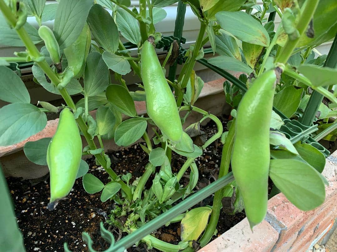 金子貴俊さんのインスタグラム写真 - (金子貴俊Instagram)「我が家のそら豆が立派になってきた^_^嬉しい😊食べるの楽しみだなー。 #家庭菜園#プランター#そら豆」5月1日 15時07分 - takatoshi_kaneko