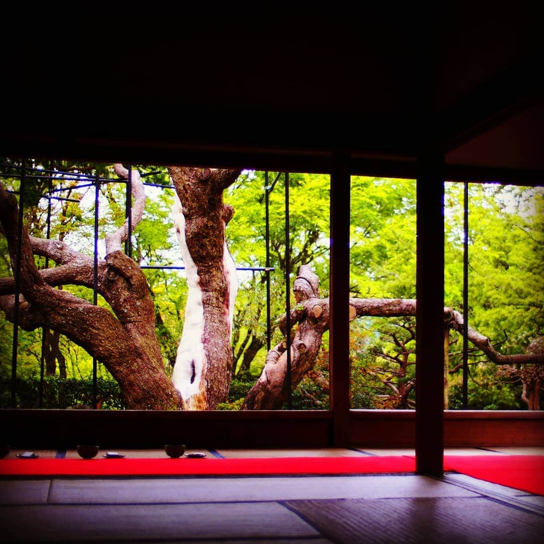 City of Kyoto Official Accountさんのインスタグラム写真 - (City of Kyoto Official AccountInstagram)「The five needle pine tree in Hosen-in temple. It is about 700 years old.  2019年4月29日撮影。 京都 #大原 の #宝泉院 です。樹齢700年の五葉松が立派です。お抹茶もついてくるので、ゆったりとした時間を過ごすことができますよ！  京都駅から向かう場合は、地下鉄で国際会館駅まで行き、京都バスに乗換て終点の大原停留所へ。三千院を通り過ぎて突き当り一番奥まで進んだところにあるお寺です。  #visitkyoto #visit_kyoto #kyotogenic #art_of_japan #japan_of_insta #loves_united_kyoto #kyototravel #japantrip #kyototrip #ig_kyoto #kyoto_style #springinkyoto #kyotohiddengems  Kyoto Official Travel Guide http://kyoto.travel/en  #京都 #京都ジェニック  #未来に残したい京都  #京都好きな人と繋がりたい #とっておきの京都 #そうだ京都行こう #穴場スポット  オフィシャルサイト「京都観光NAVI」 http://ja.kyoto.travel」5月1日 15時13分 - visit_kyoto