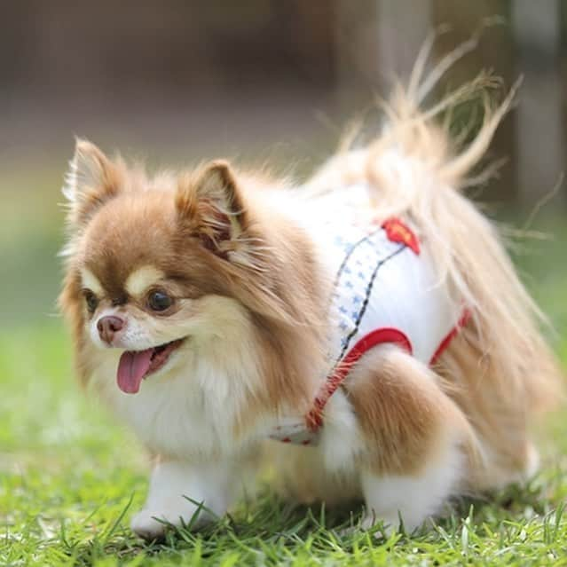 犬小屋??さんのインスタグラム写真 - (犬小屋??Instagram)「浜名湖で8歳のお誕生日を迎えたあたり様の様子😊 可愛いったら、ありゃあしない😍 親バカ画像、スワイプしてみてね🙏 @angelica_ritsu  #chihuahua  #わんこは家族  #ちわわ  #チワワ画像 #ちわわなしでは生きていけません会  #ちわわ親バカ部  #犬小屋 #cutechihuahua  #チワワ大好き  #canon  #canon_photo  #ファインダー越しの私の世界  #たりすたぐらむ  #cutydog #dogstagram  #アンジェリーカ  #浜名湖レークサイドプラザ」5月1日 15時15分 - tiwa1109