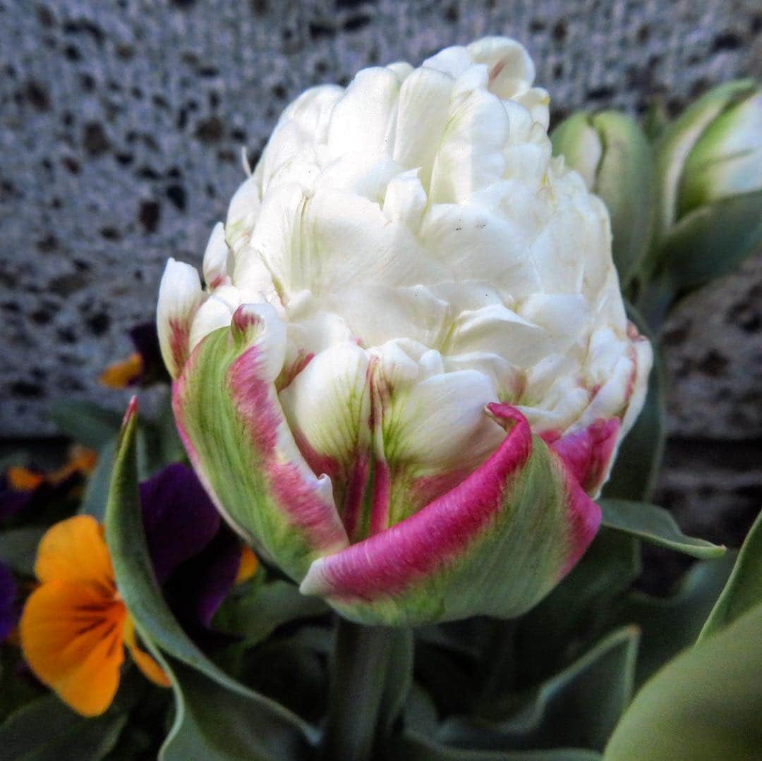 魔女菅原のグルメインスタ