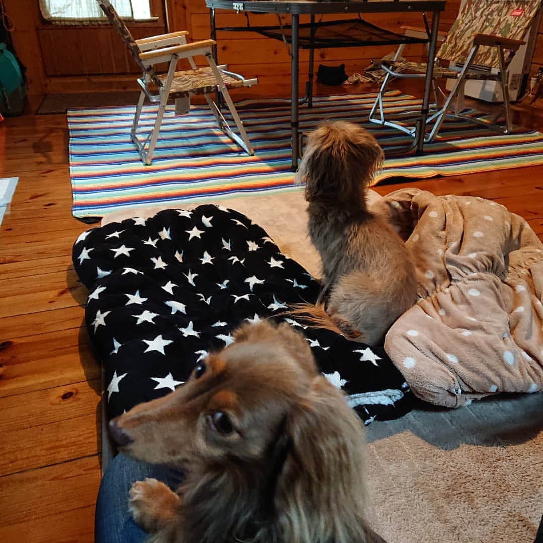 くるみんのインスタグラム：「* 今日から1泊で、コテージに泊まります パパ待ちの2ワン  前postで心配させてしまい、スミマセン💦 足に黒いものを見つけたので、ダニかと思い病院へ 結果、ダニではなく小さな血の塊 散歩の時に引っかけたか何かで負傷した模様 大した傷ではないのでご安心下さい 心配して下さった皆さん、ありがとー😆💕✨ *  #ミニチュアダックス #ミニチュアダックスフンド #ミニチュアダックスフント #イザベラ #イザベラタン #カニンヘンダックスフント #カニンヘンダックス #カニンヘン #カニンヘンダックスフンド #チョコタンダックス #チョコタン #ダックスフント #ダックス #ダックスフンド #旅行 #コテージ #dachshund #dogstagram #instagramdog #instadachs #kyounodachs #kyounowanko #todayswanko #わんこなしでは生きていけません会 #ワンコなしでは生きて行けません会 #いぬばか部 #いぬすたぐらむ #短足部 #7pets_1day #pica」
