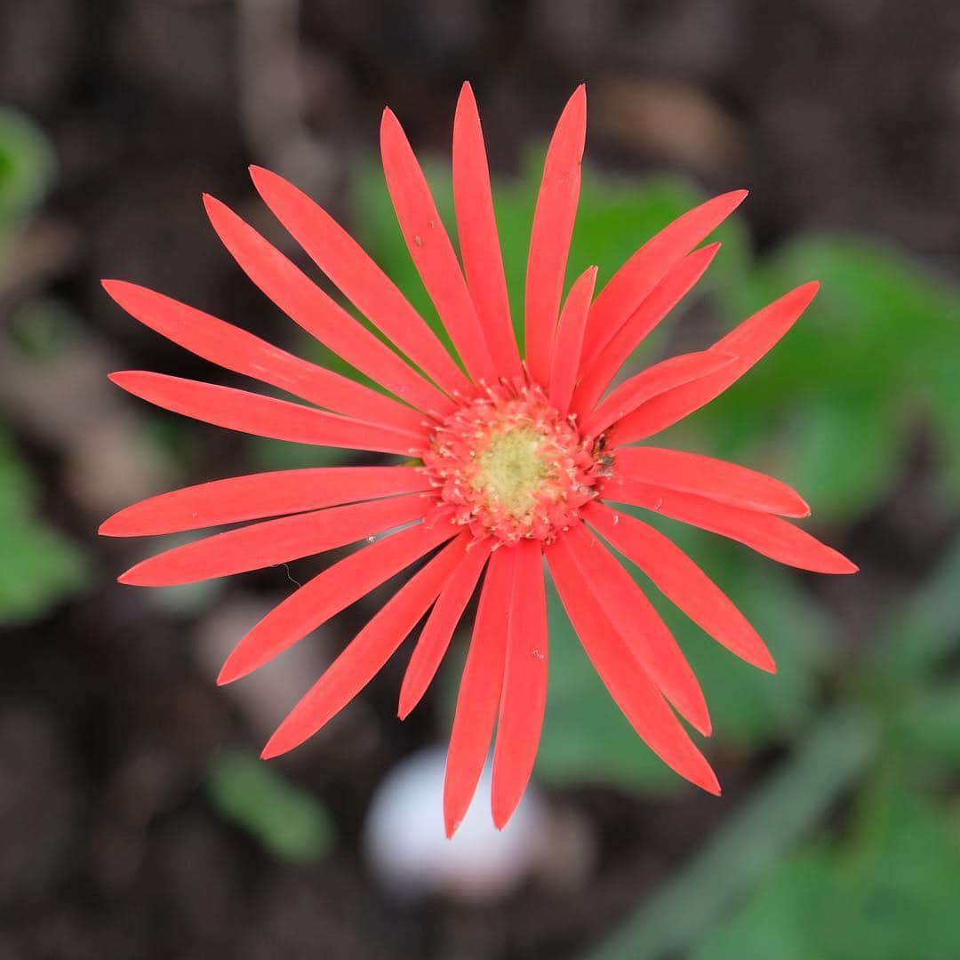 松村太郎のインスタグラム：「The New Era #Reiwa has started today in Japan. I wish for a peaceful time for people liveing in the world.  #令和元年 #inperfection. #flower #fujifilm_xseries」