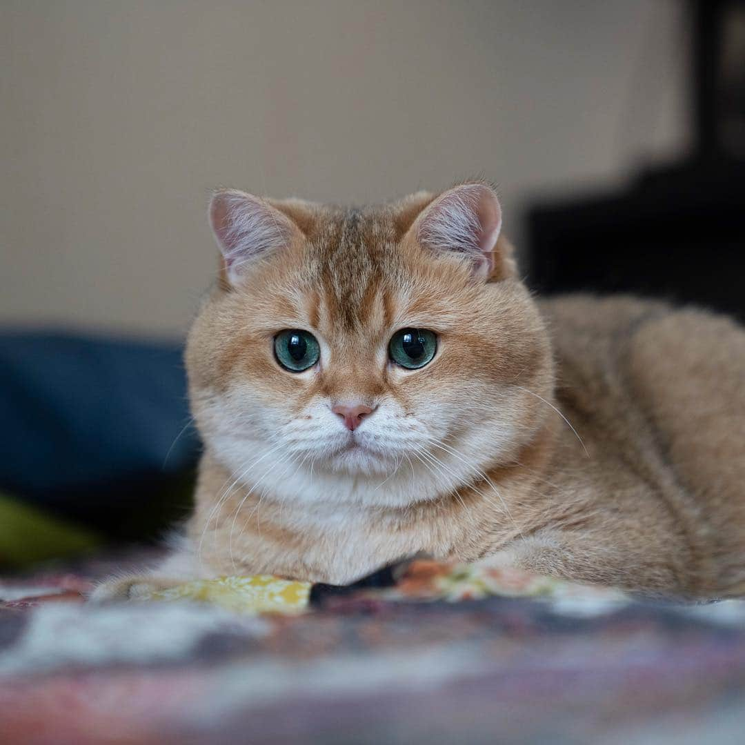 Hosicoさんのインスタグラム写真 - (HosicoInstagram)「I'm going to walk. I'll show the video today later. 🦖」5月1日 16時47分 - hosico_cat