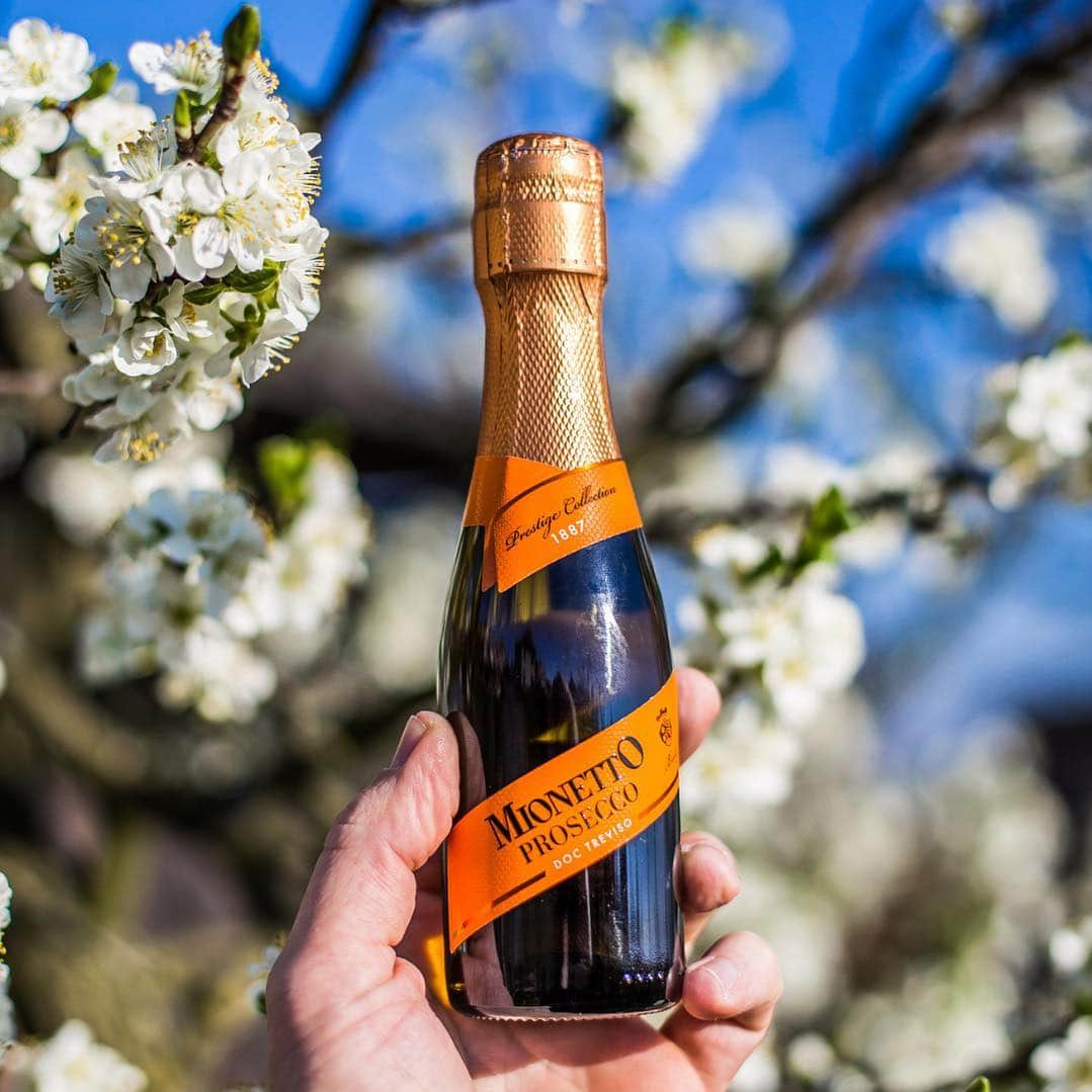 Mionetto Prosecco ČRさんのインスタグラム写真 - (Mionetto Prosecco ČRInstagram)「Už jste dnes dostali pusu pod rozkvetlou třešní? 😊 Ať už 1. máj slavíte, nebo ne, den vám rozhodně zlepší Mionetto Piccolo. Je malé, oranžové a rozhodně s ním neuschnete. 😍🧡 #mionetto #mionettoprosecco #prosecco #prvnimaj #laskycas #loveisintheair #proseccojelaska #blossom #cherry #kiss #love」5月1日 16時59分 - mionetto_cz