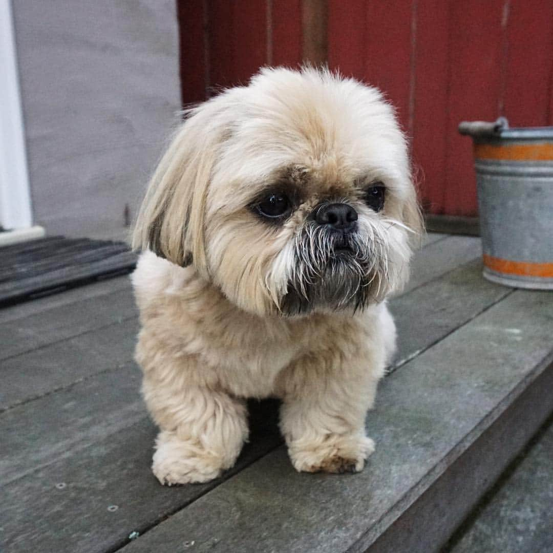 Dougie the Shih Tzuさんのインスタグラム写真 - (Dougie the Shih TzuInstagram)「Grump and plump.」5月1日 22時33分 - dailydougie