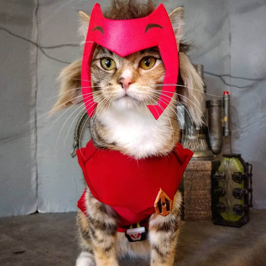 猫コスプレさんのインスタグラム写真 - (猫コスプレInstagram)「"I need to blow something up, right meow." #SheRa #Catra #CatCosplay . . . . . . . #cosplay #sheraprincessofpower #sherafanart #sheracosplay #catracosplay #catcostume #netflix #cosplayersofinstagram #petcostume」5月1日 22時34分 - cat_cosplay