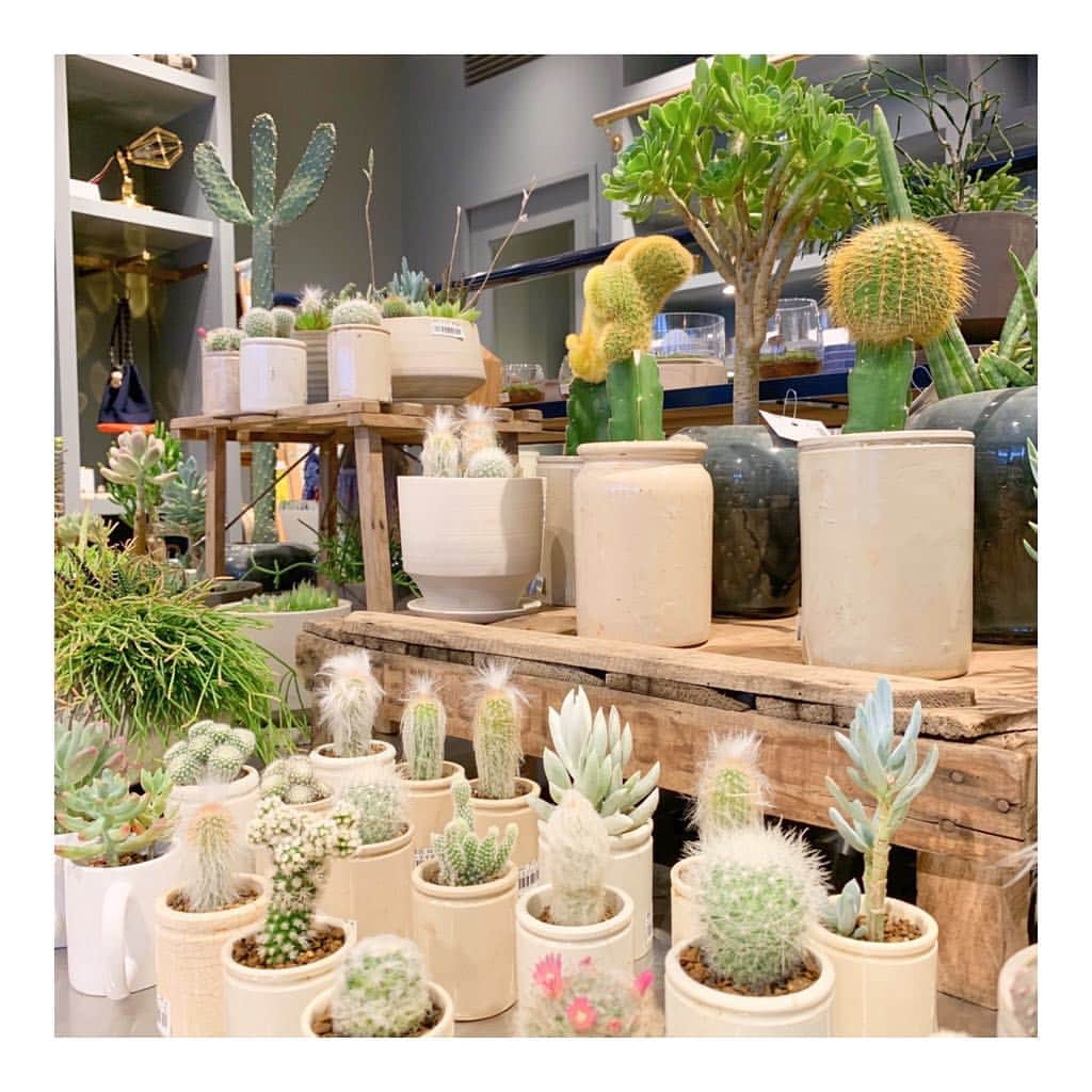 FreePark_Yokohamaさんのインスタグラム写真 - (FreePark_YokohamaInstagram)「⚓️ 多肉植物ポップアップ開催中🌵 4月27日〜5月12日 ・ 普段はないような多肉植物が たくさん集まっています☺️ イギリスから直輸入の アンティークジャーを使っていたり、 ボリューム感のある寄せ植えなど、 見ているだけで楽しくなります💕 ・ ゴールデンウィークのお出かけに 是非遊びに来てください😆 ・ ・ @solxsol_official #lifestyle #design #暮らし #雑貨 #雑貨屋 #ジュエリー #jewerly #アクセサリー #bag #バッグ #shoes #スニーカー #ファッション  #ナチュラル #洋服 #多肉植物 #器 #みなとみらい #MARINEandWALK #マリンアンドウォーク  #セレクトショップ #likes #love  #solxsol #赤レンガ倉庫 #寄せ植え #サボテン」5月1日 17時18分 - freepark.jp