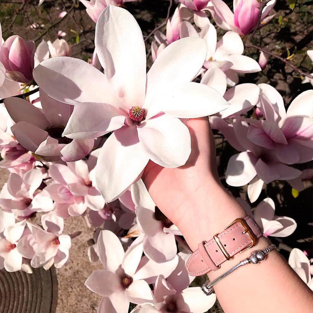 Henry London Official page of Britishさんのインスタグラム写真 - (Henry London Official page of BritishInstagram)「Pretty in pink...? Take a look at our Shoreditch collection. @ohhlala_ . . . #nude #pink #millenialpink #blossom #magnolia #wristshot #henrylondon #henrywatches #womenswatches #womensfashion #london #britishdesign #britishbrand #vintage #heritage #vintageinspiration #shoreditch」5月1日 17時27分 - henrywatches