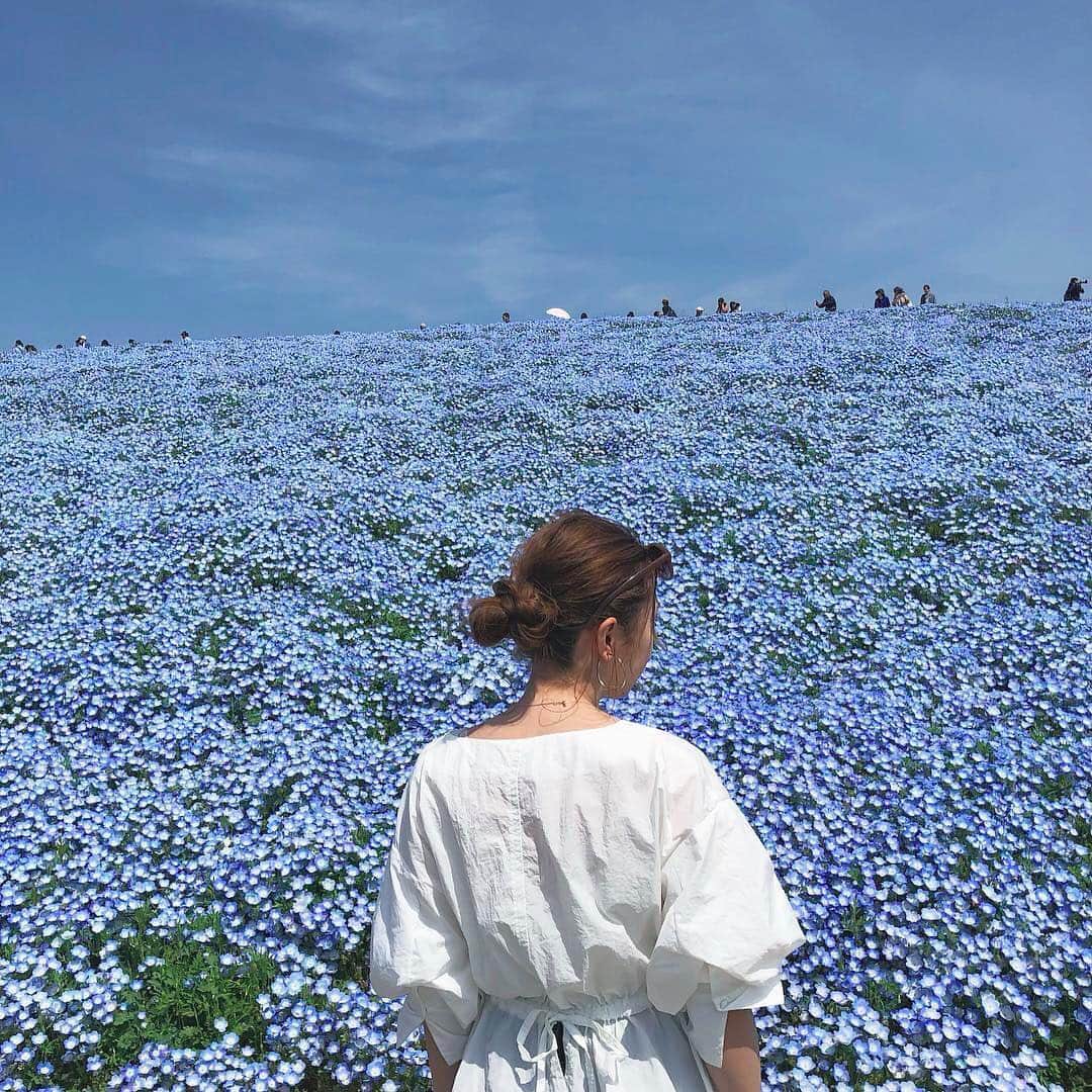 isutaさんのインスタグラム写真 - (isutaInstagram)「. この時期に行きたいスポットといえばネモフィラ畑♡ . 一面ブルーの絶景は、見ても撮っても楽しめること間違いなしです！ . 5月上旬あたりまでが見頃のようなので、ぜひお気に入りの洋服を着て行ってみてくださいね♩ . 関東では、茨城の国営ひたち海浜公園や立川市にある国営昭和記念公園、埼玉にある国営武蔵丘陵森林公園、関西では、大阪・堺にあるハーベストの丘、兵庫の淡路島国営明石海峡公園などで見ることができます❤︎ . photo  by @pingpongrie @_amuu11 @___syloow @meg_kodama . #isuta #isutapic  #イスタ #ネモフィラ」5月1日 18時23分 - isuta_jp