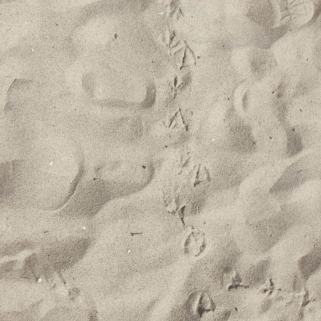 浪花ほのかさんのインスタグラム写真 - (浪花ほのかInstagram)「、 、 、  鳥の足跡  #砂浜」5月1日 18時45分 - hnoa_z