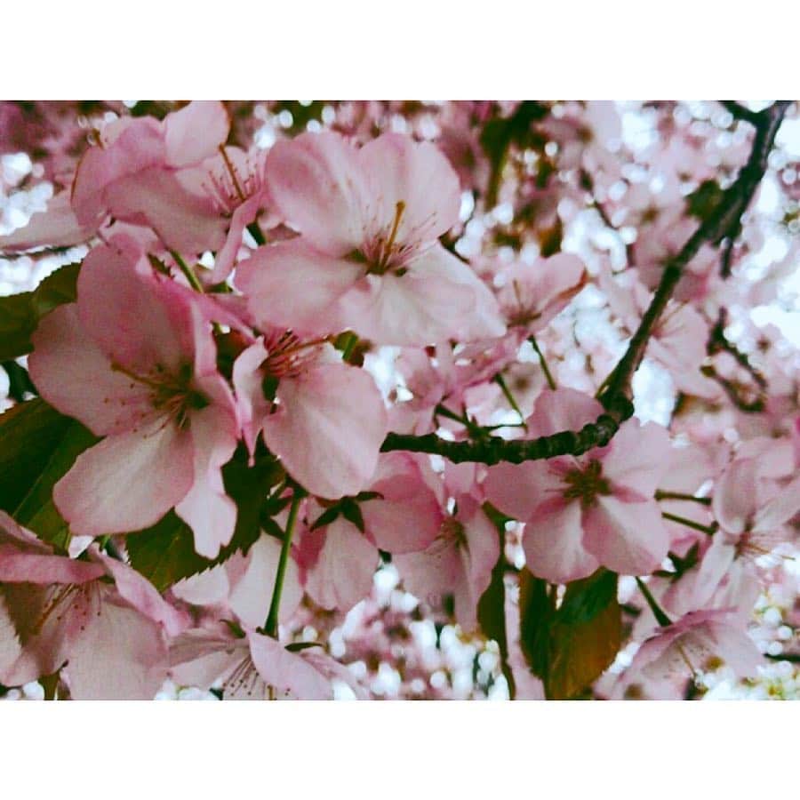 林唯衣さんのインスタグラム写真 - (林唯衣Instagram)「どんな花もずっと咲いてることなんてないのに、桜に関しては咲くと嬉しくなったり、立ち止まって見上げたり、写真を沢山撮ったり、歌になったり、、、毎年特別なのは何故なんだろうね☺️ #🌸」5月1日 18時54分 - yui__hayashi