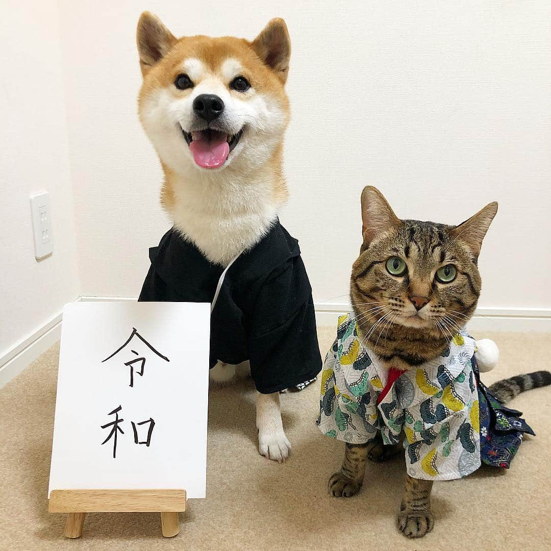 ゆうとろ（柴犬ゆうと猫のとろ）さんのインスタグラム写真 - (ゆうとろ（柴犬ゆうと猫のとろ）Instagram)「. On May 1st, we have a new Emperor. At the same time, the Era name changes from Heisei to Reiwa. . #令和元年 #今日から令和 #令和もよろしくね #ゆうとろコスプレ」5月1日 19時08分 - yuandtoro