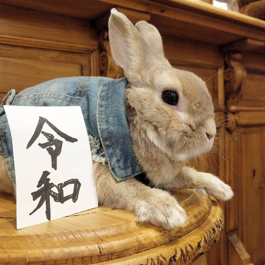 emiemieminkoさんのインスタグラム写真 - (emiemieminkoInstagram)「とめちゃん10年目。 無事、令和をお迎えになられました。  なので、一張羅で撮影。  凛々しい。  長生きしてね🐰  #うさぎ#rabbit #ペット#pet #ネザーランドドワーフ#令和#instagood」5月1日 19時33分 - emiemieminko