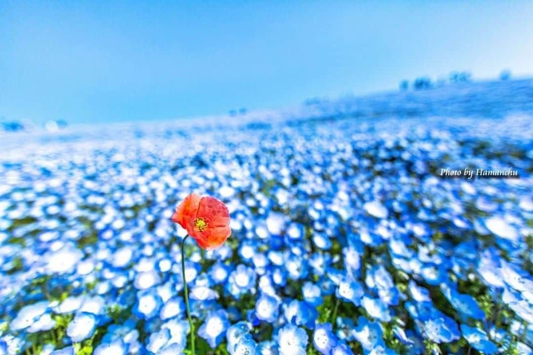 花の写真館のインスタグラム：「Photo by Hamato Amemiya.⠀ https://www.facebook.com/Hamato.Amemiya⠀ .⠀ Original Post[投稿頂いたURL]⠀ https://www.facebook.com/photo.php?fbid=1231773650287079⠀ .⠀ 本アカウントは、 #私の花の写真 をつけてInstagramに投稿された皆さまの花の写真や、「花の写真館」Facebookページで投稿された花の写真を紹介します。⠀ 「花の写真館」Facebookページは、「 @floral.photograph 」のプロフィールにあるURLからご覧ください。⠀ .⠀ #花の写真館 #floralphotograph #floralphoto #flower #flowers #富士フイルム #FUJIFILM⠀ Follow: @floral.photograph」