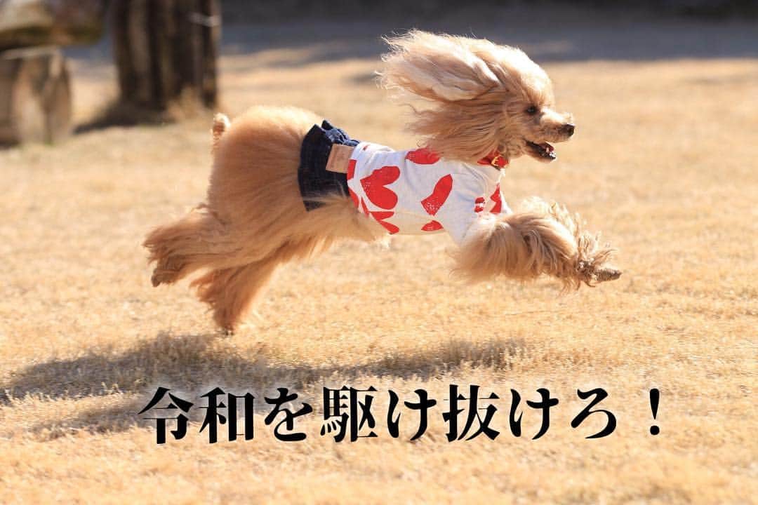 Toypoodle Mikuru?Asakusa Tokyoのインスタグラム：「20190501 Wednesday. 令和元年。 まだまだ弾丸ガール😆 新規再生しちゃうよみくるん👍🏻 よろしくねッ🌟 . #令和元年 #平成からの副産物との戦い #負けないよッ」