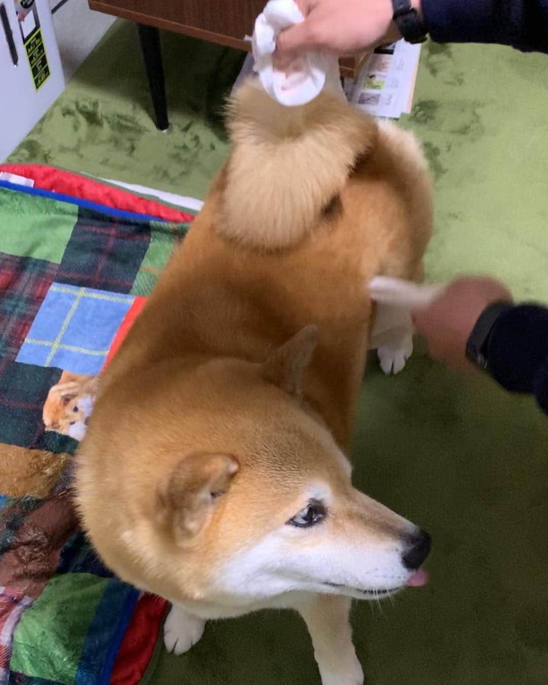 まる（まるたろう）さんのインスタグラム写真 - (まる（まるたろう）Instagram)「Stop it! You're embarrassing me!!✨🐶😤✨パパもうやめて！ ママに拭いてもらうからいいの！ #乾いちゃうでしょ #せっかく雨に濡れてきたんだから #もうやめて #絶対無理」5月1日 19時36分 - marutaro