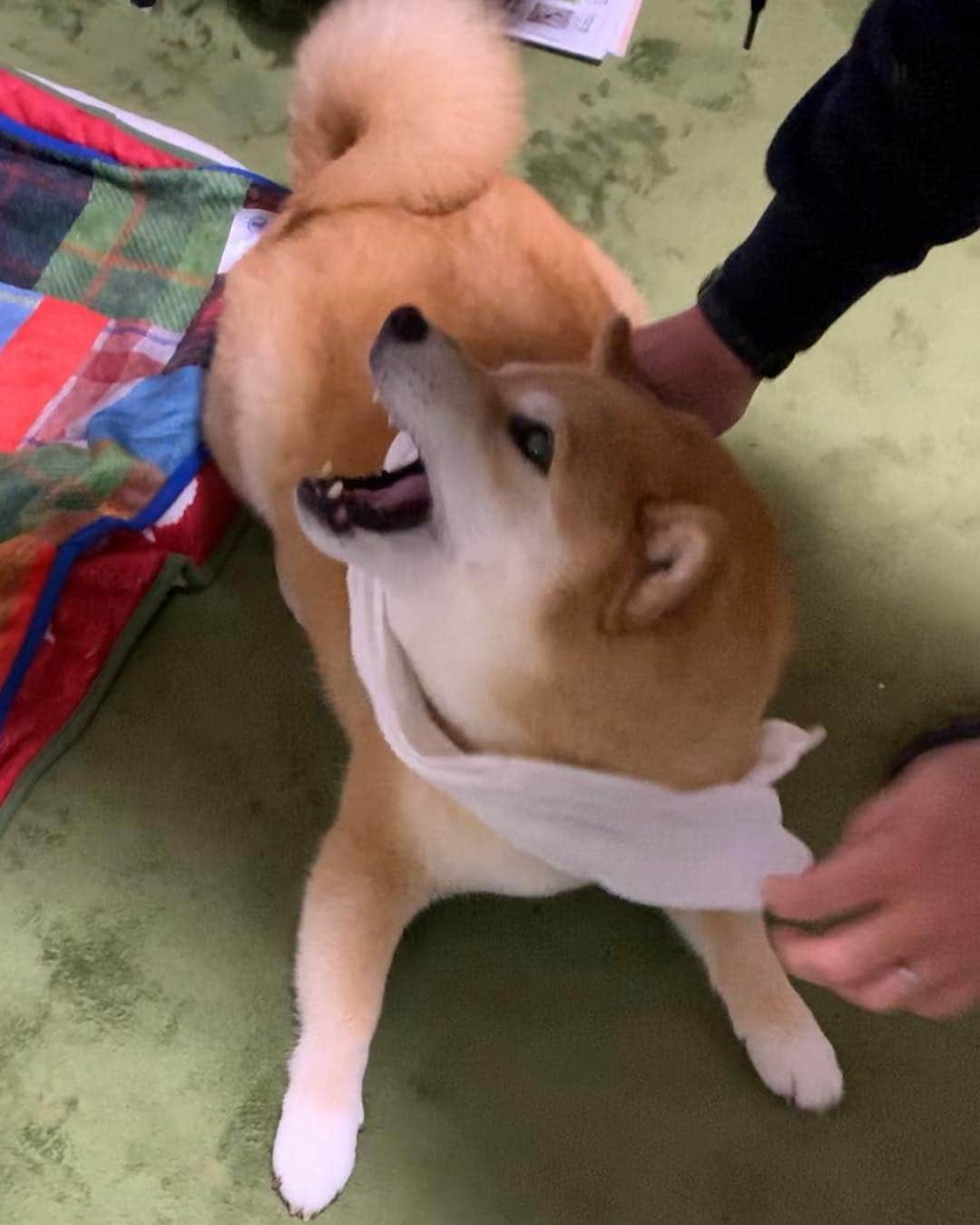 まる（まるたろう）さんのインスタグラム写真 - (まる（まるたろう）Instagram)「Stop it! You're embarrassing me!!✨🐶😤✨パパもうやめて！ ママに拭いてもらうからいいの！ #乾いちゃうでしょ #せっかく雨に濡れてきたんだから #もうやめて #絶対無理」5月1日 19時36分 - marutaro