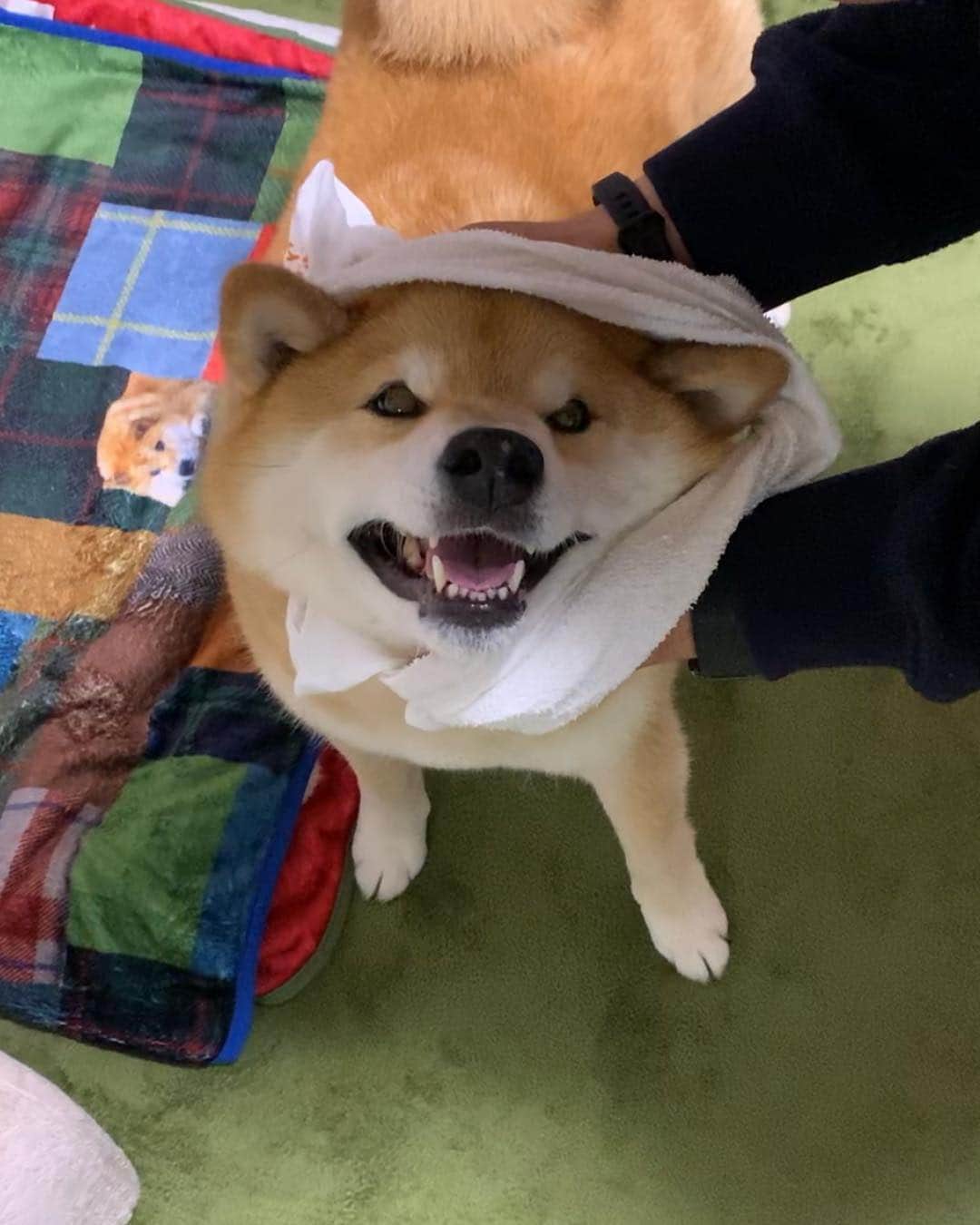 まる（まるたろう）さんのインスタグラム写真 - (まる（まるたろう）Instagram)「Stop it! You're embarrassing me!!✨🐶😤✨パパもうやめて！ ママに拭いてもらうからいいの！ #乾いちゃうでしょ #せっかく雨に濡れてきたんだから #もうやめて #絶対無理」5月1日 19時36分 - marutaro