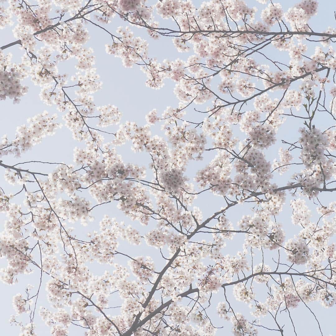 naorinmoonさんのインスタグラム写真 - (naorinmoonInstagram)「白っぽい桜がすきだ #ソメイヨシノ」5月1日 20時15分 - naorinmoon