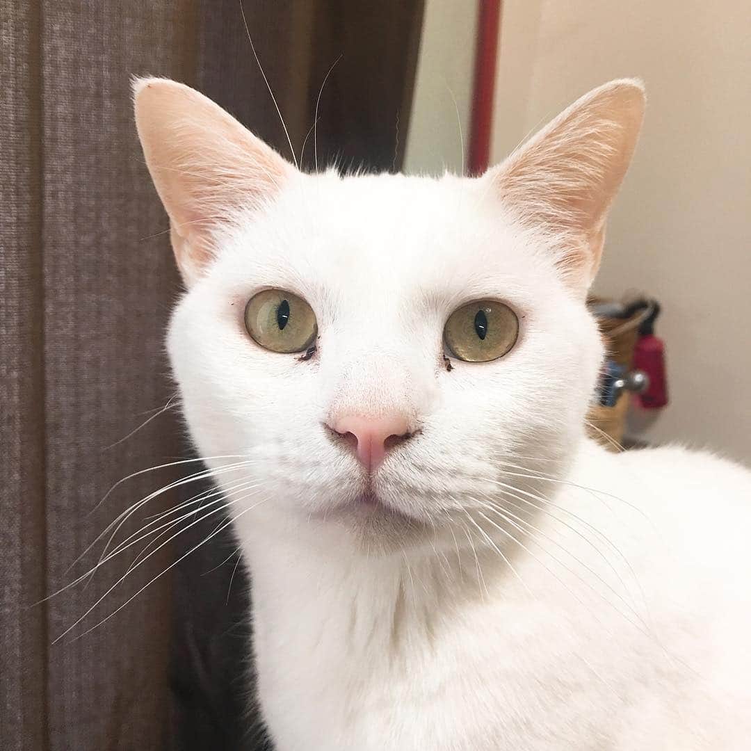 金巻ともこさんのインスタグラム写真 - (金巻ともこInstagram)「真顔ハク #kurohakuchai #cat #猫 #白猫 #whitecat」5月1日 20時35分 - tomotomoco