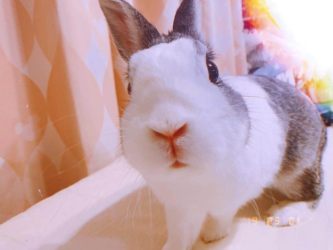 秋山ゆずきのインスタグラム：「. . 激カワ。🐰 今日のここさん。 . . #うさぎ #うさぎのいる暮らし  #うさぎのいる生活」