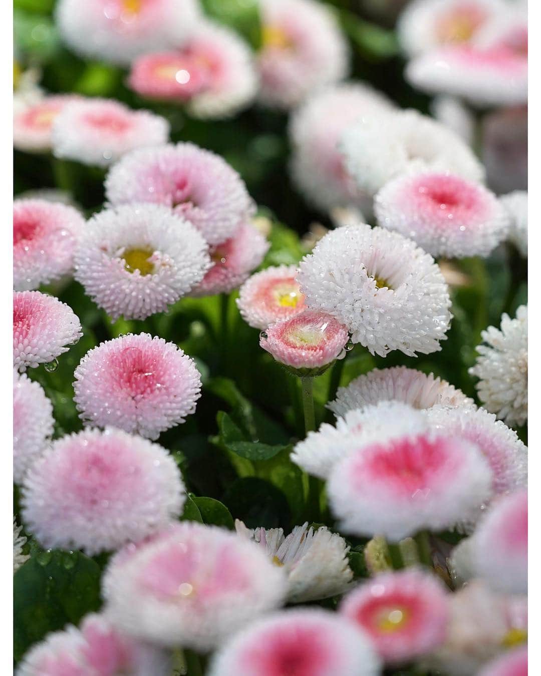masayaさんのインスタグラム写真 - (masayaInstagram)「Ashikaga Flower Park today 今日のあしかがフラワーパーク 100-400mm zoom lens  #ヒナギク #あしかがフラワーパーク #flowers #flower #花 #daisies」5月1日 20時42分 - moonlightice