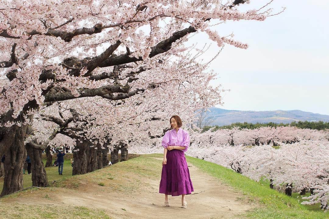 sayoko_betseyさんのインスタグラム写真 - (sayoko_betseyInstagram)「Hakodate trip🌸 . . ootd  shirt #uniqlo @uniqlo  skirt #gu @gu_global  パープルワントーンでお花見💜 . . 平成最後の日は函館へ ソメイヨシノを見に行く旅でした  去年行った時はだいぶ葉桜だったけど、それもまた天国みたいに綺麗で、、、 今年は満開の時に来たいと思っていた野心が叶えられました🥺🌸 . . 五稜郭公園が広いからGWのこの時期でもそんなに混んでなかったし、たっぷり桜を見られて本当幸せです。 駐車場はとっても混むので、電車で行く方が楽かもね。  帰ってきた札幌も桜が満開で、 とても良い季節に"令和"を迎えられたのが嬉しい😌 . . #hakodate #hokkaido #hokkaidolikers #japan #cherryblossom #spring  #ootd #fashionblogger #goryokaku #函館 #北海道 #北海道旅行 #函館旅行 #桜 #五稜郭 #週末野心 #昔から好きなこと #北国の春 #平成最後の日 #令和 #北海道に恋してる」5月1日 20時48分 - sayoko_betsey