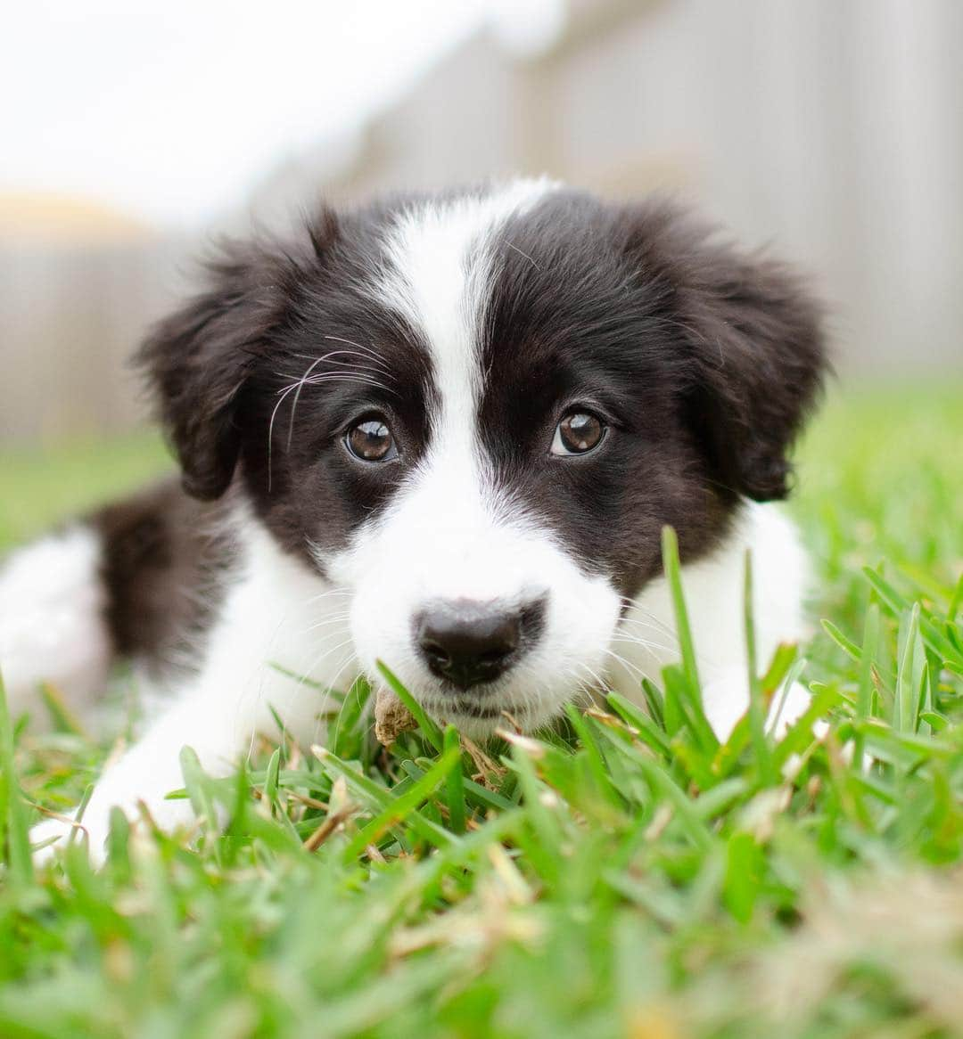 Jazzy Cooper Fostersさんのインスタグラム写真 - (Jazzy Cooper FostersInstagram)「Our new foster baby. 💝🤗 She is sooo sweet. BB and the pup are doing pretty well so far. 🤞🏼 She is a precious 8 weeks old Border Collie/Aussie mix. She doesn’t have a name yet. Suggestions? I like names that end with e or y.」5月2日 7時44分 - bordernerd