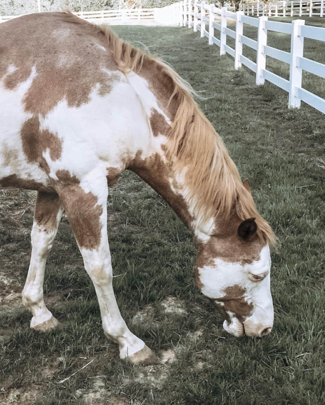 Kindly Myersさんのインスタグラム写真 - (Kindly MyersInstagram)「I did a thing... i added a new horse to the heard. His name is Tex. And he is as big as Texas. Cowboy, Tex and Harley.  This is my happy place.」5月2日 6時19分 - kindlymyers