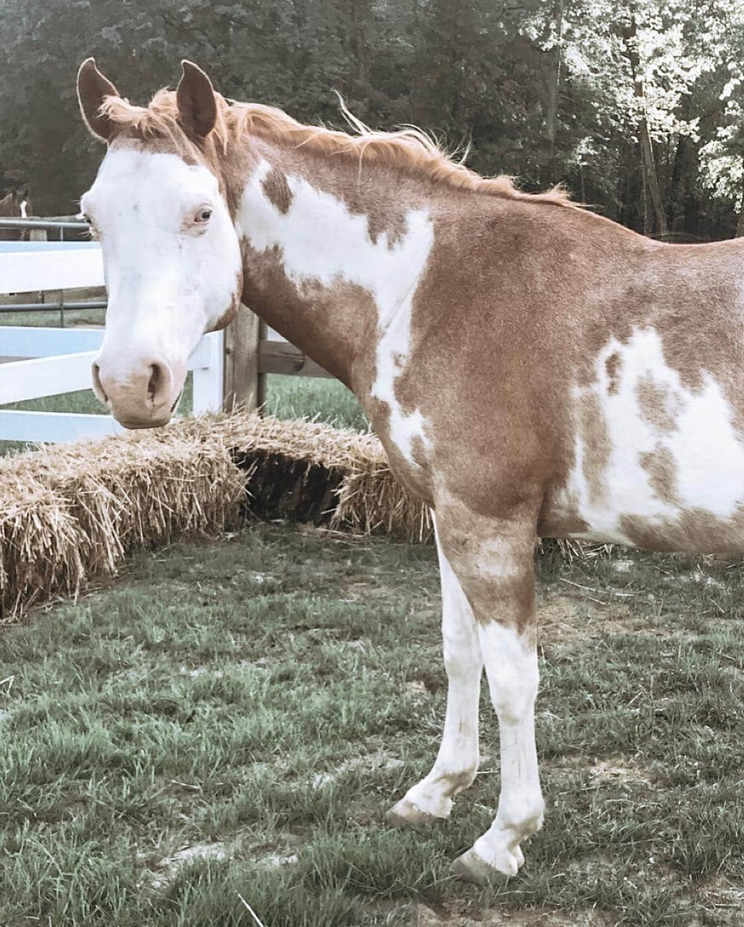 Kindly Myersさんのインスタグラム写真 - (Kindly MyersInstagram)「I did a thing... i added a new horse to the heard. His name is Tex. And he is as big as Texas. Cowboy, Tex and Harley.  This is my happy place.」5月2日 6時19分 - kindlymyers