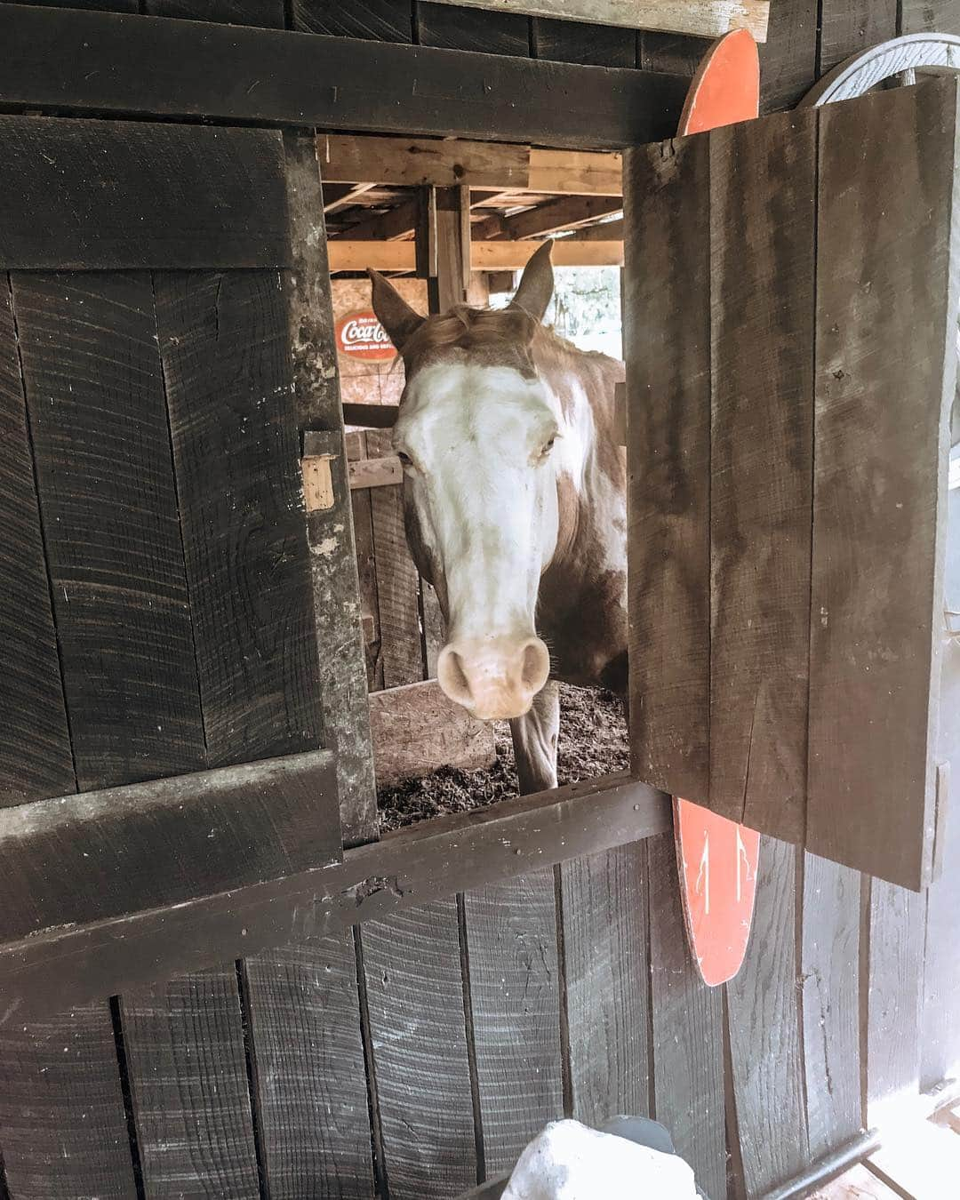 Kindly Myersさんのインスタグラム写真 - (Kindly MyersInstagram)「I did a thing... i added a new horse to the heard. His name is Tex. And he is as big as Texas. Cowboy, Tex and Harley.  This is my happy place.」5月2日 6時19分 - kindlymyers