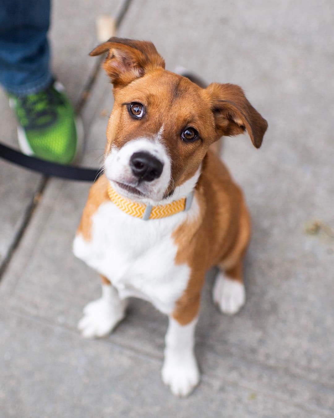 The Dogistさんのインスタグラム写真 - (The DogistInstagram)「Orly, Hound mix (4 m/o), 85th & York Ave., New York, NY • “She gallops like a bunny rabbit when she runs.”」5月2日 6時43分 - thedogist